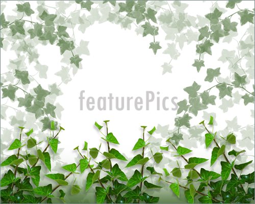 Ivy Clipart And Stock Illustrations Vector Eps