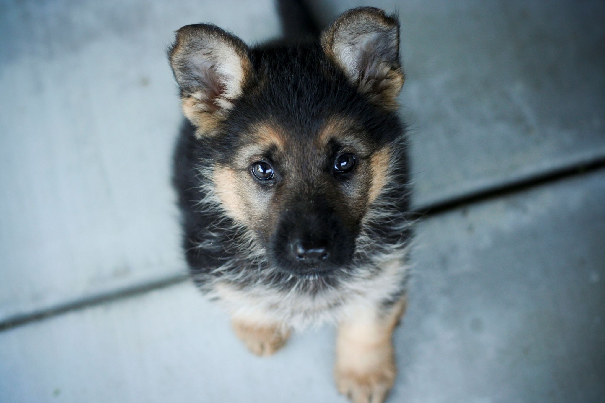 German Shepherd Screensavers Background Cute
