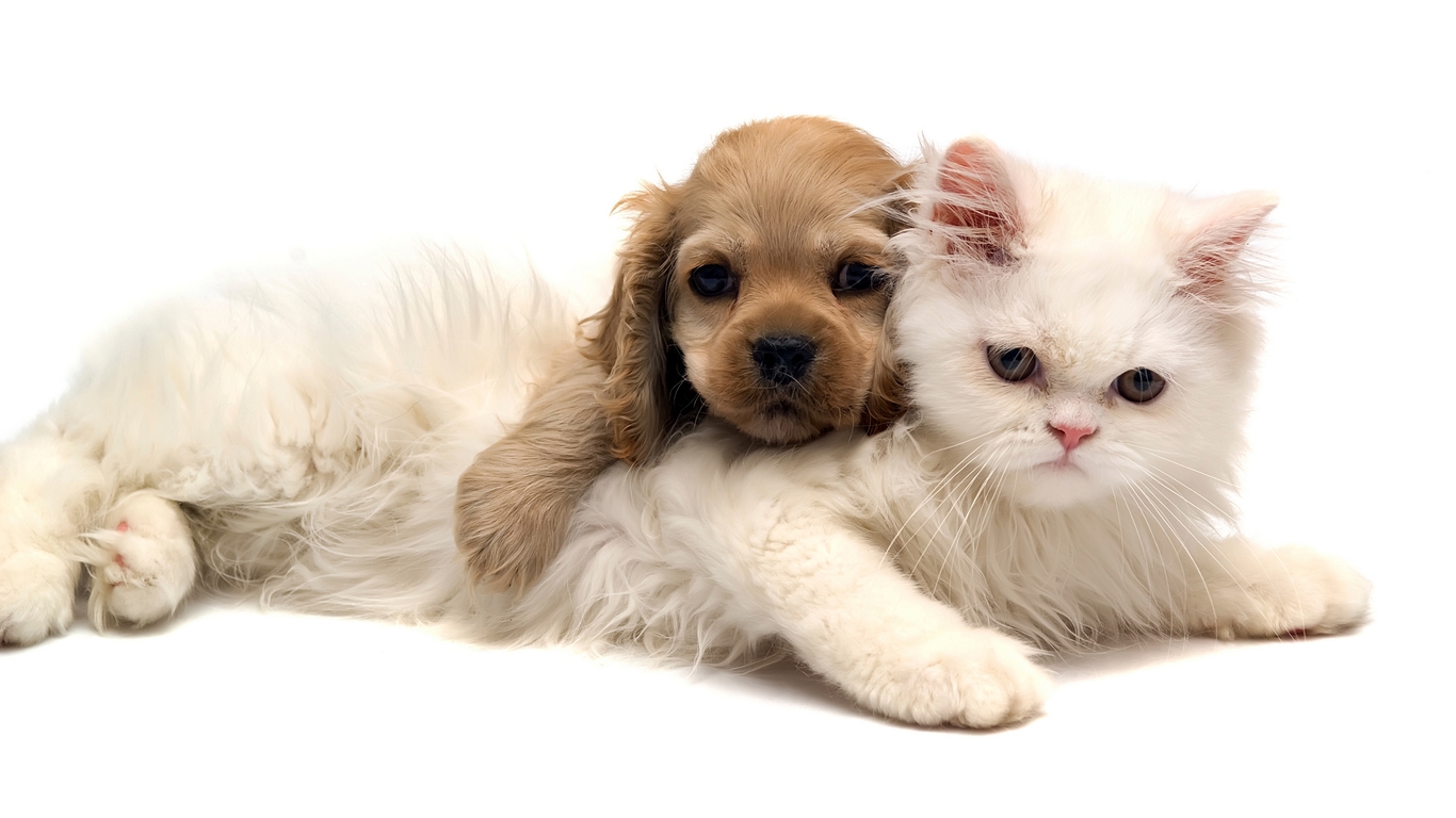 Cute Puppy Loves Cat Photo Dog Wallpapers Backgrounds