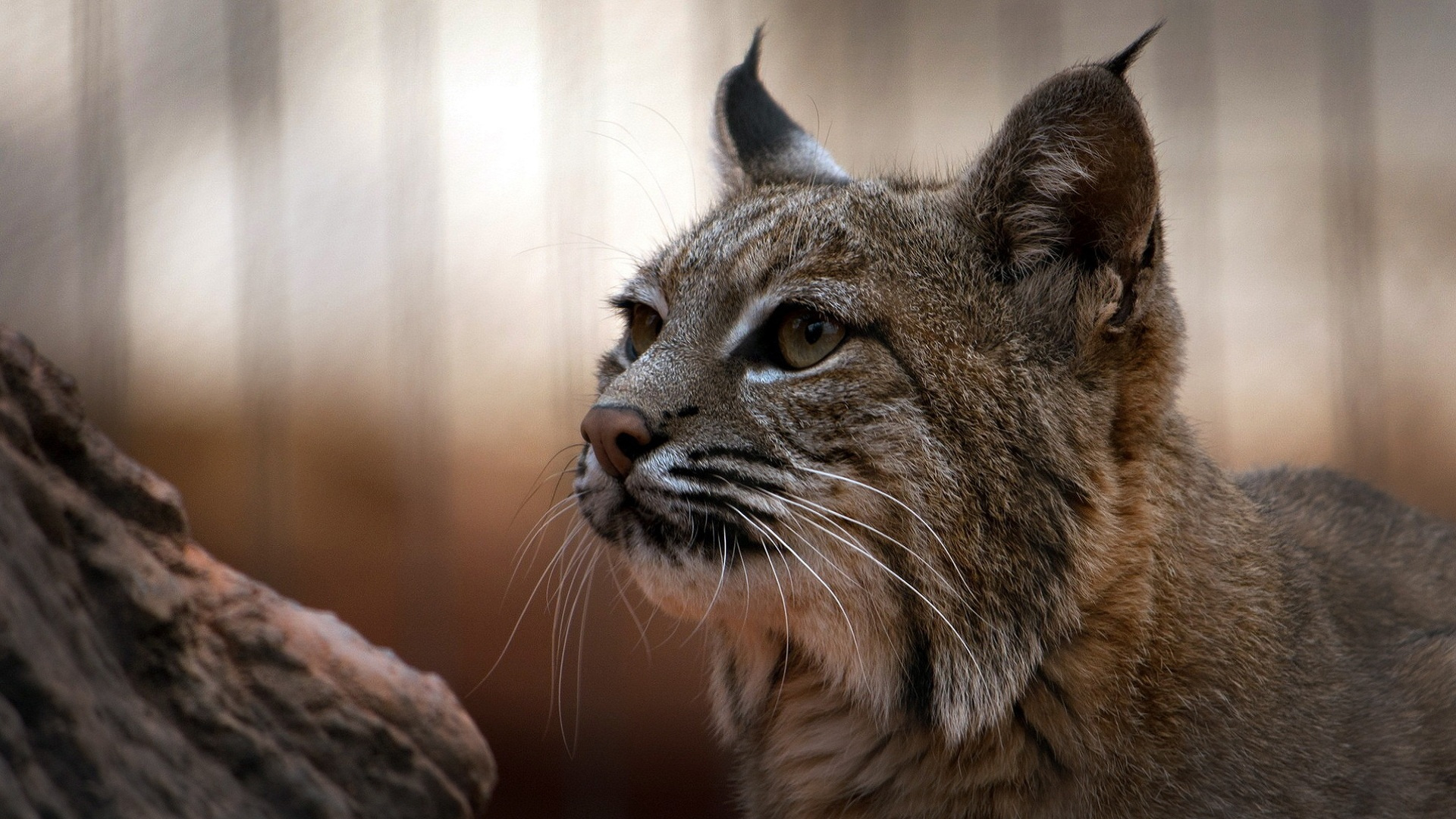 Lynx Photos Download The BEST Free Lynx Stock Photos  HD Images