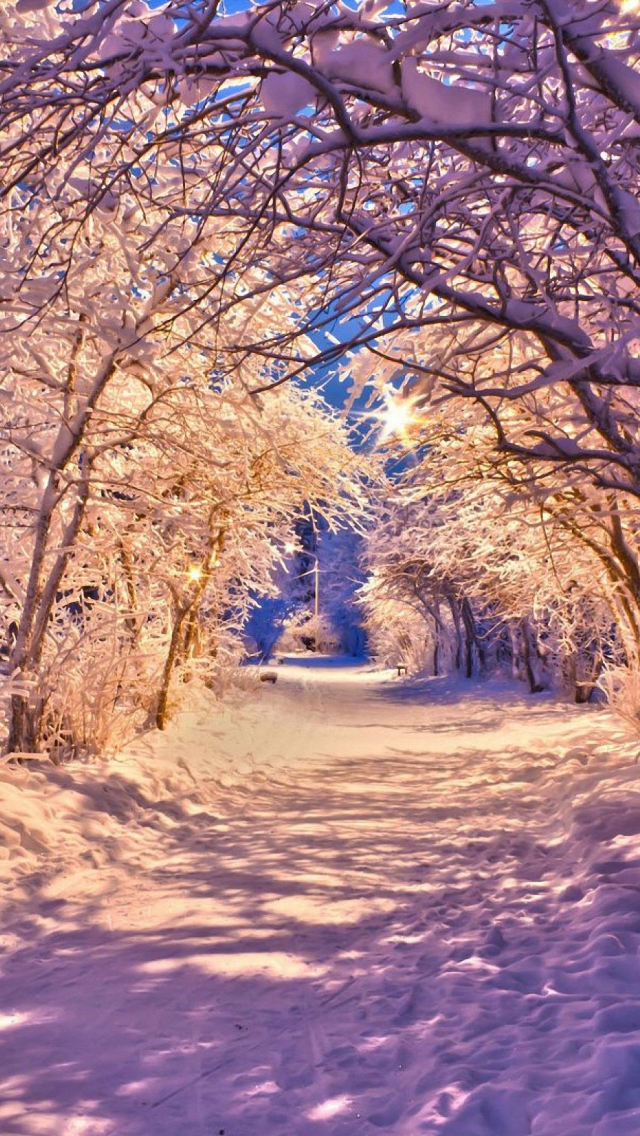 Winter Snow Tree Road iPhone 6s Plus Wallpaper HD