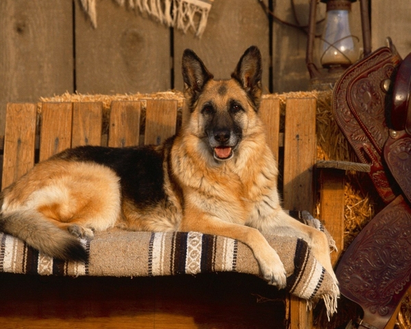 German Shepherd Wallpaper Dogs