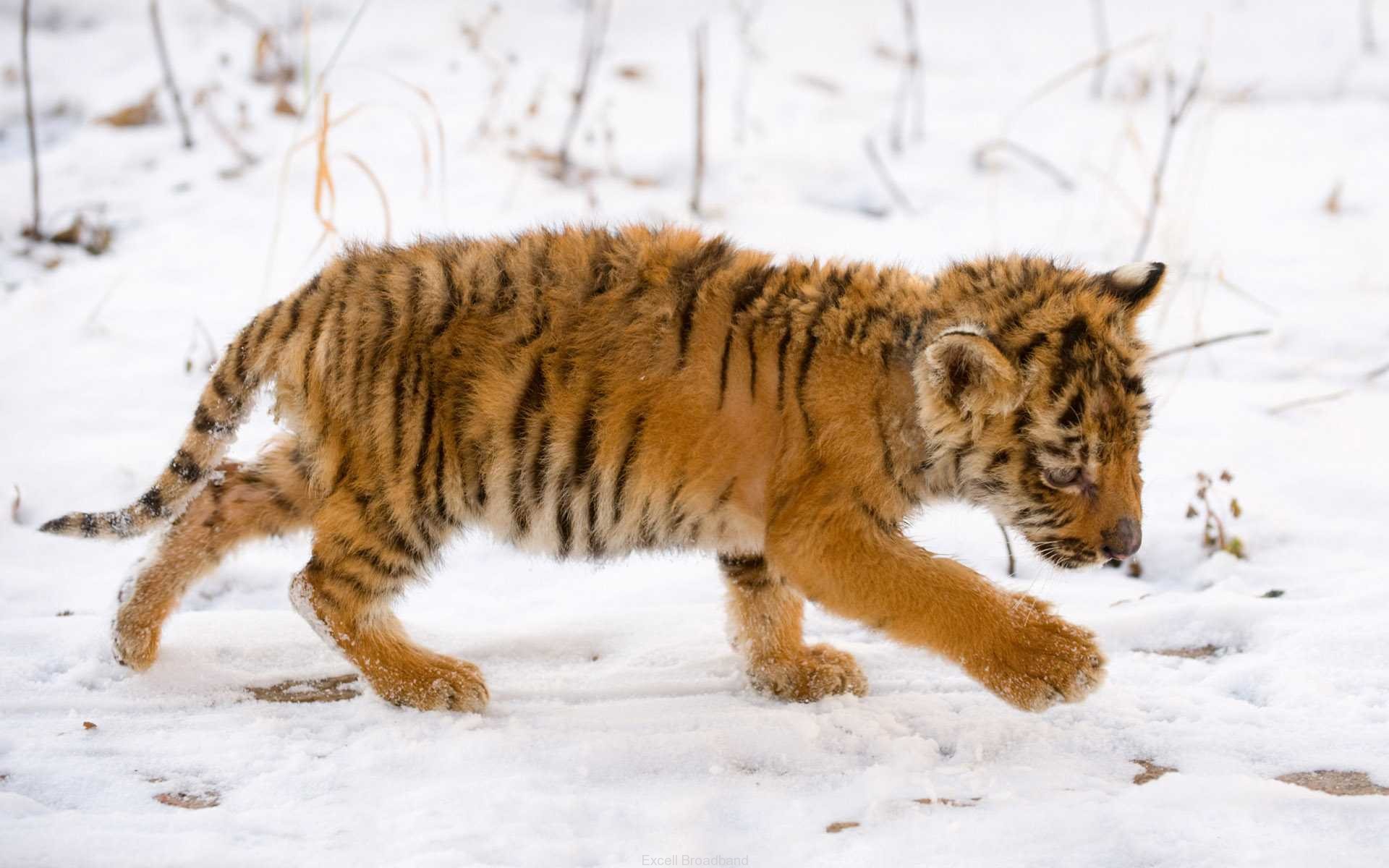 Snow Tiger Cub Wallpaper HD