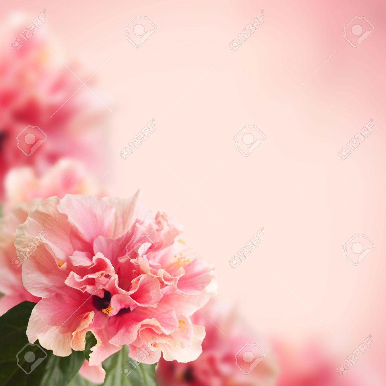 Nice Background With Hibiscus Flowers Stock Photo Picture And