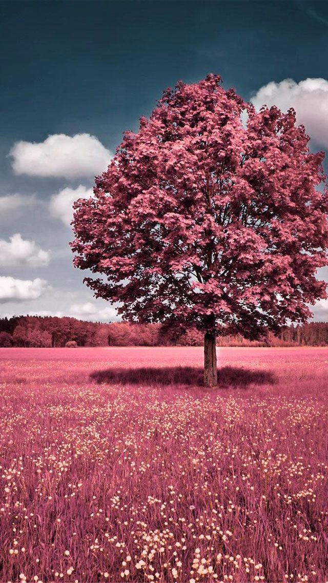 iPhone Wallpaper To Imagenes Pink Grass