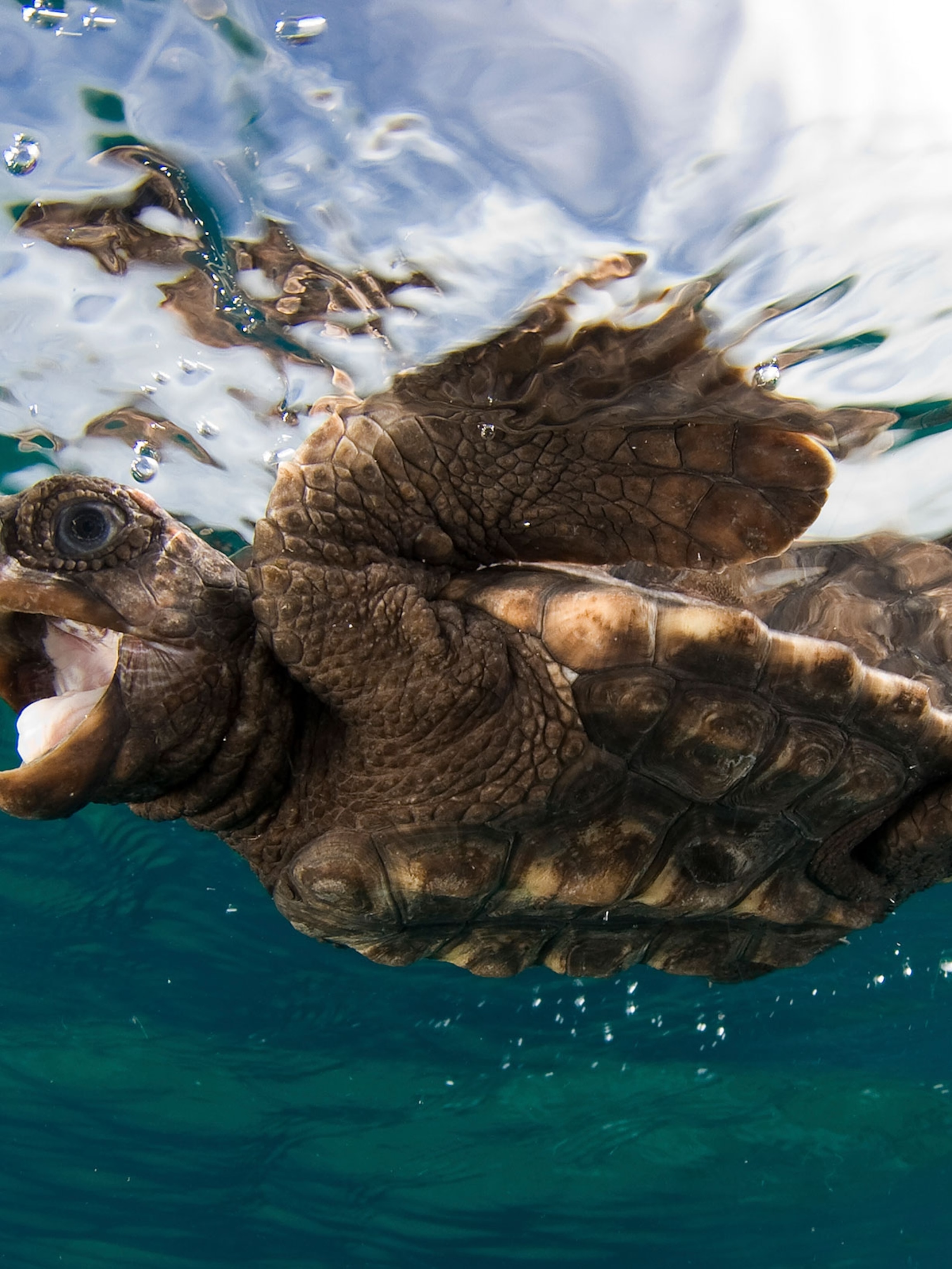 Graceful Pictures Of Rare Sea Turtles