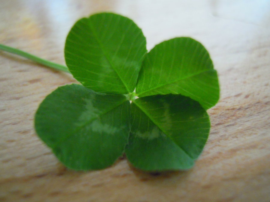 Four Leaf Clover Wallpaper Stock By