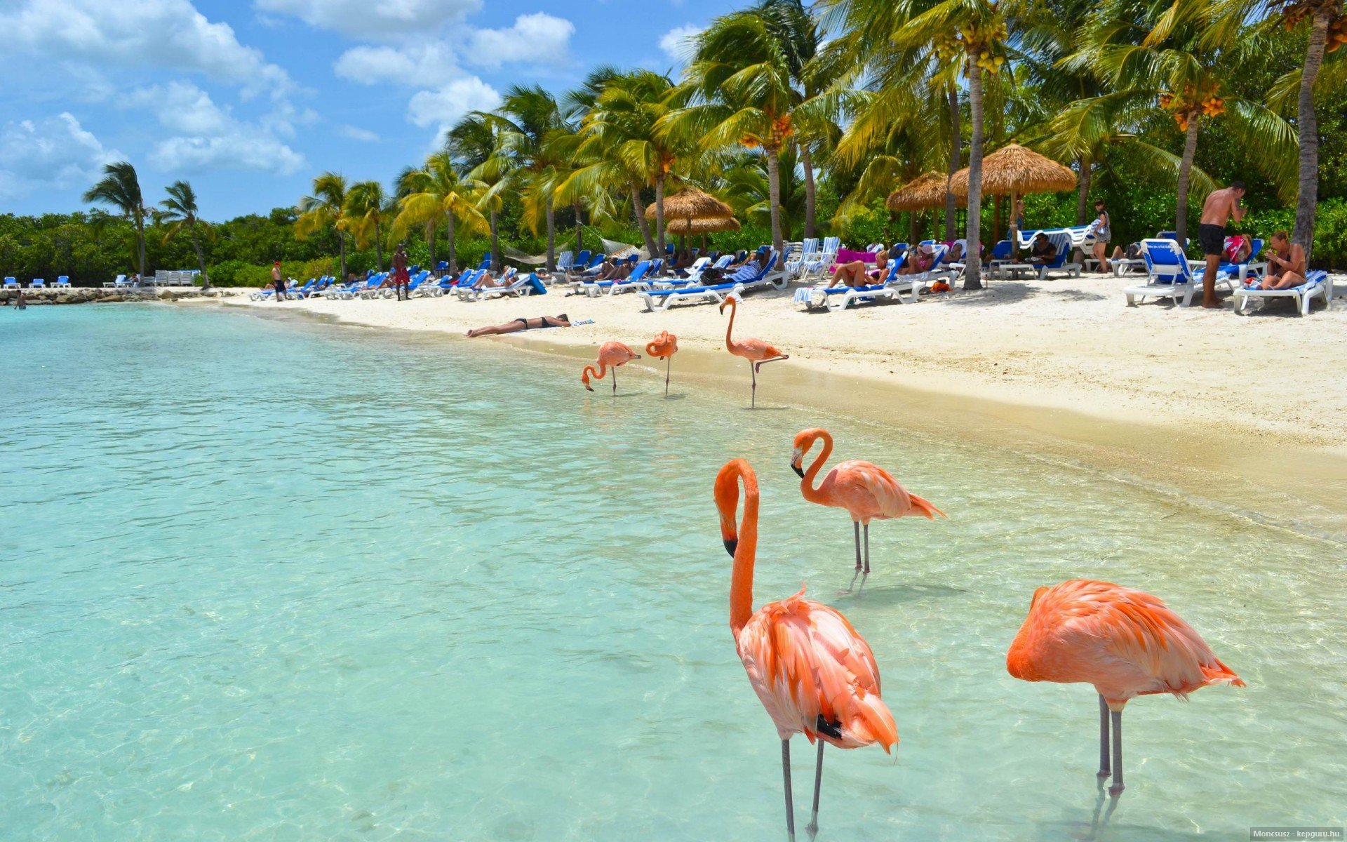 Flamingo Summer Beach Tropical Island Water Birds G Wallpaper