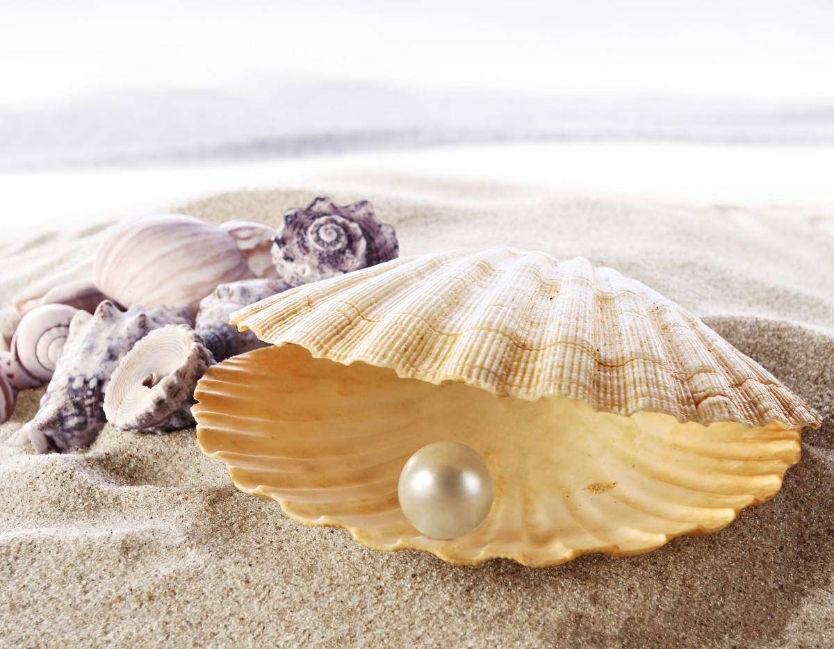 Big Clam Shell With A Pearl Wallpaper