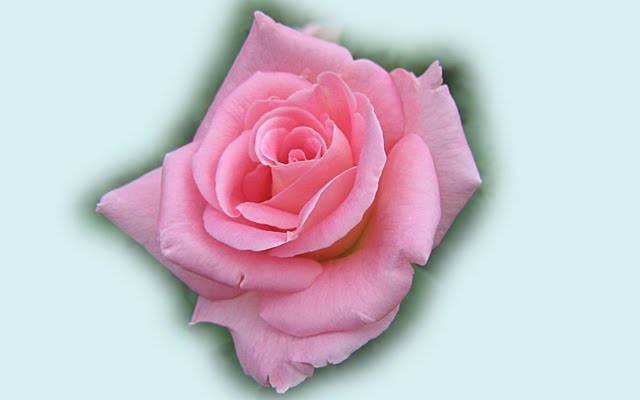 High Resolution 3d Rose Desktop Laptop Wallaper Listed In And Cg