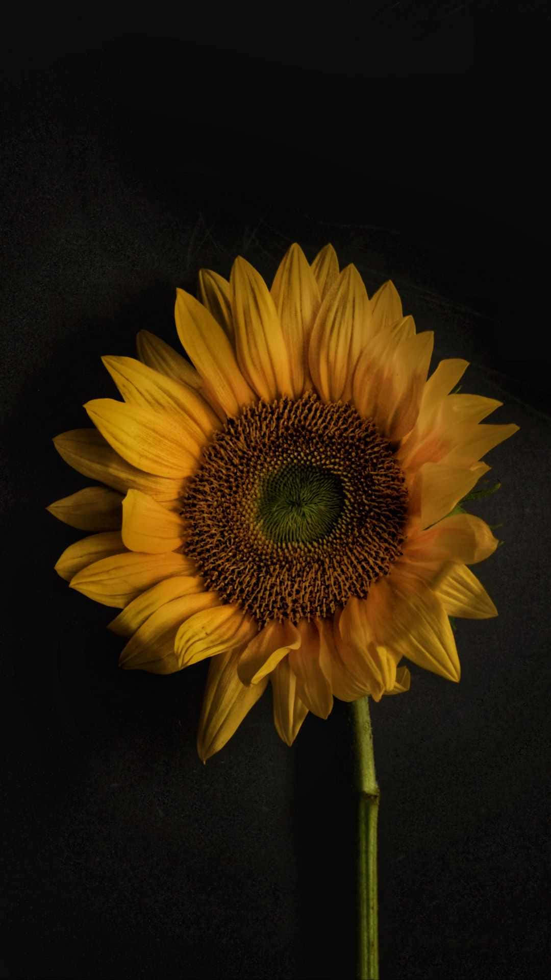 The Rich Dark Color Of A Sunflower Petal Wallpaper