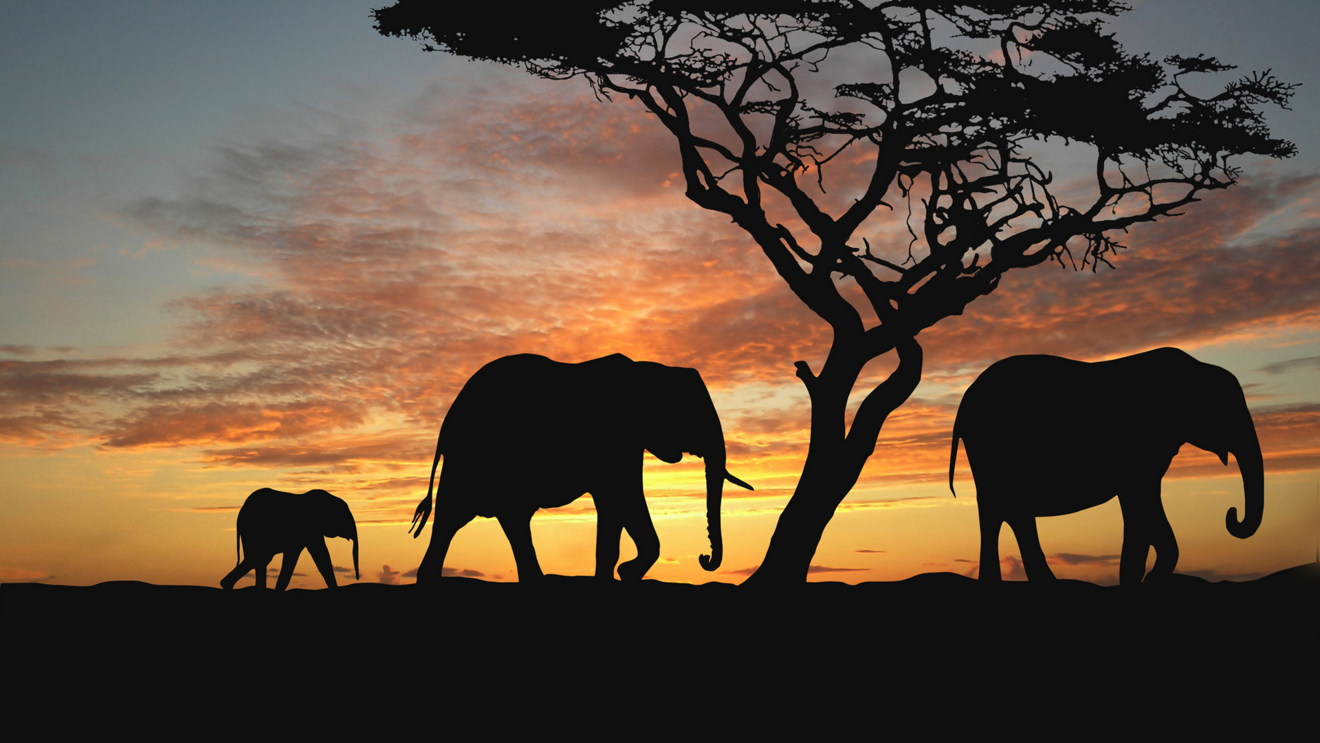 Sunset Animals Elephants Evening Trees Africa Savannah Wallpaper