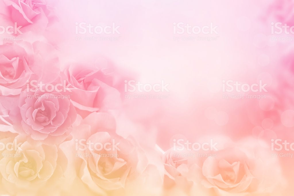 Beautiful Pink Roses Flower Border On Soft Background For