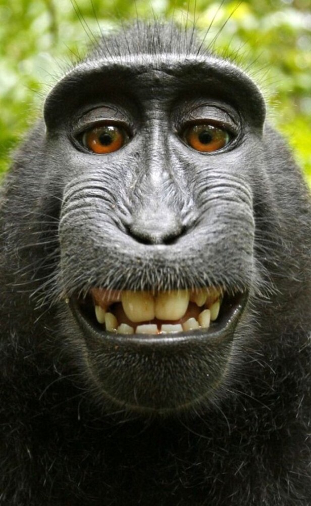Create Meme Macaques Monkey Selfie Wallpaper