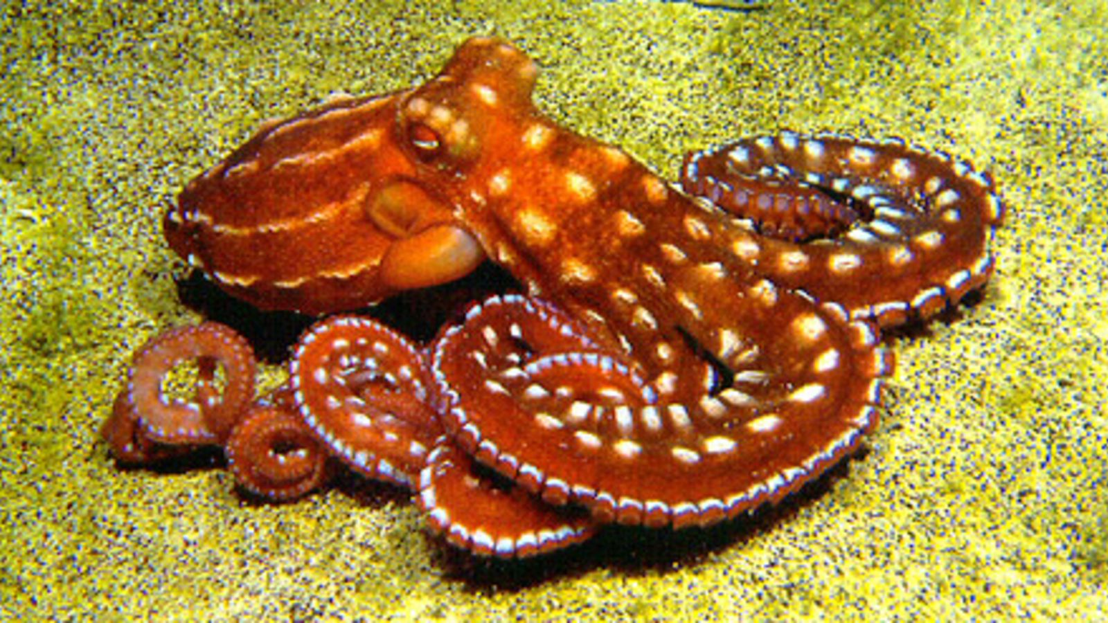 Three Arguments For The Consciousness Of Cephalopods