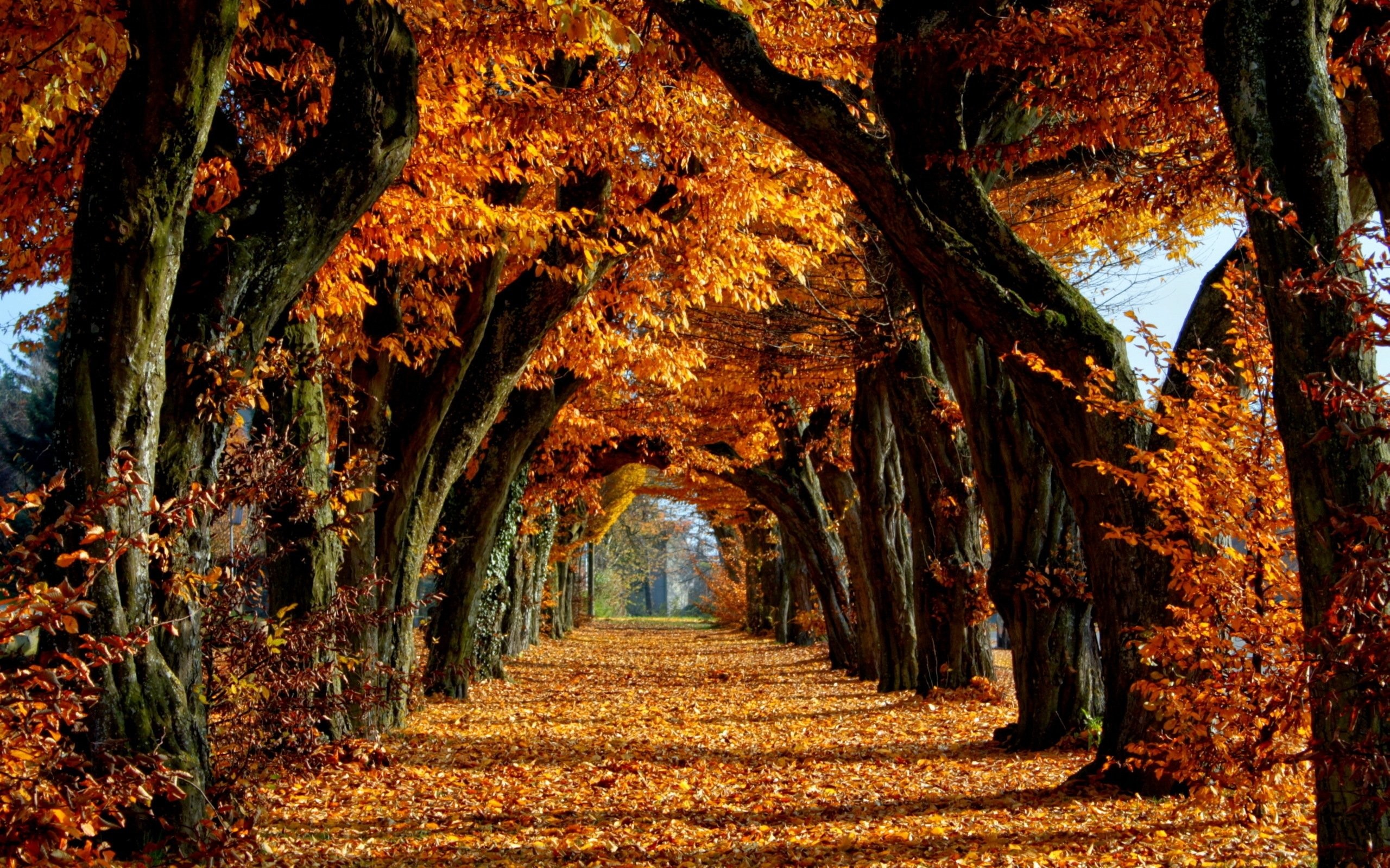 Leaves Fall Forest Desktop Wallpaper Ultra HD Trail Leaf