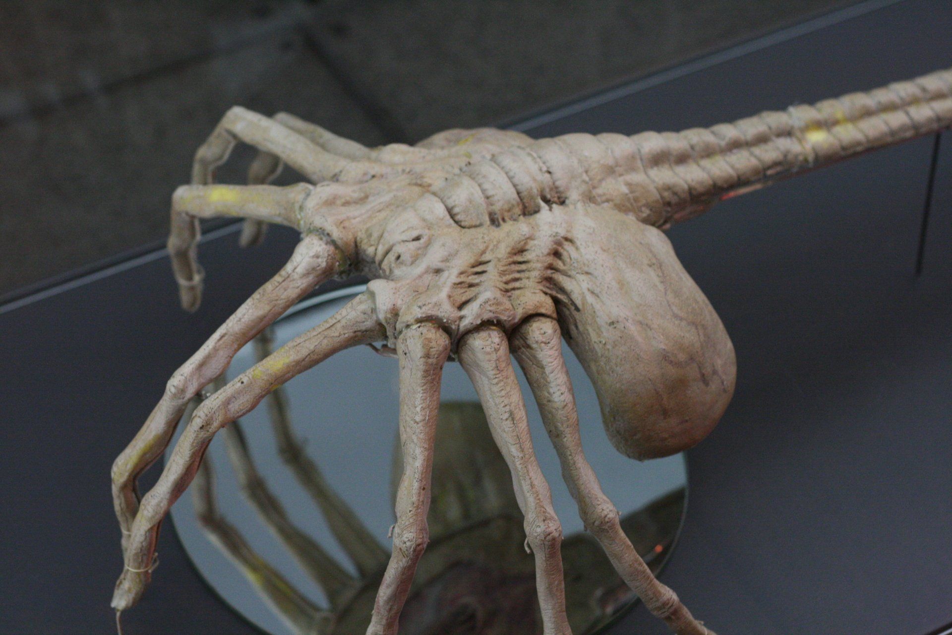 Film Alien Facehugger Bakgrund Wallpaper Background