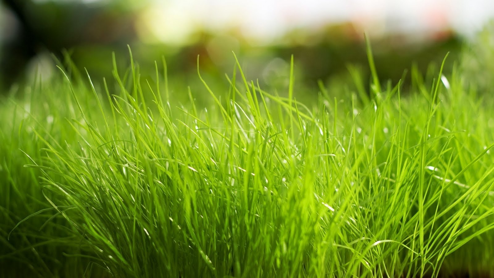 Macro Green Grass Bright HD Wallpaper Full