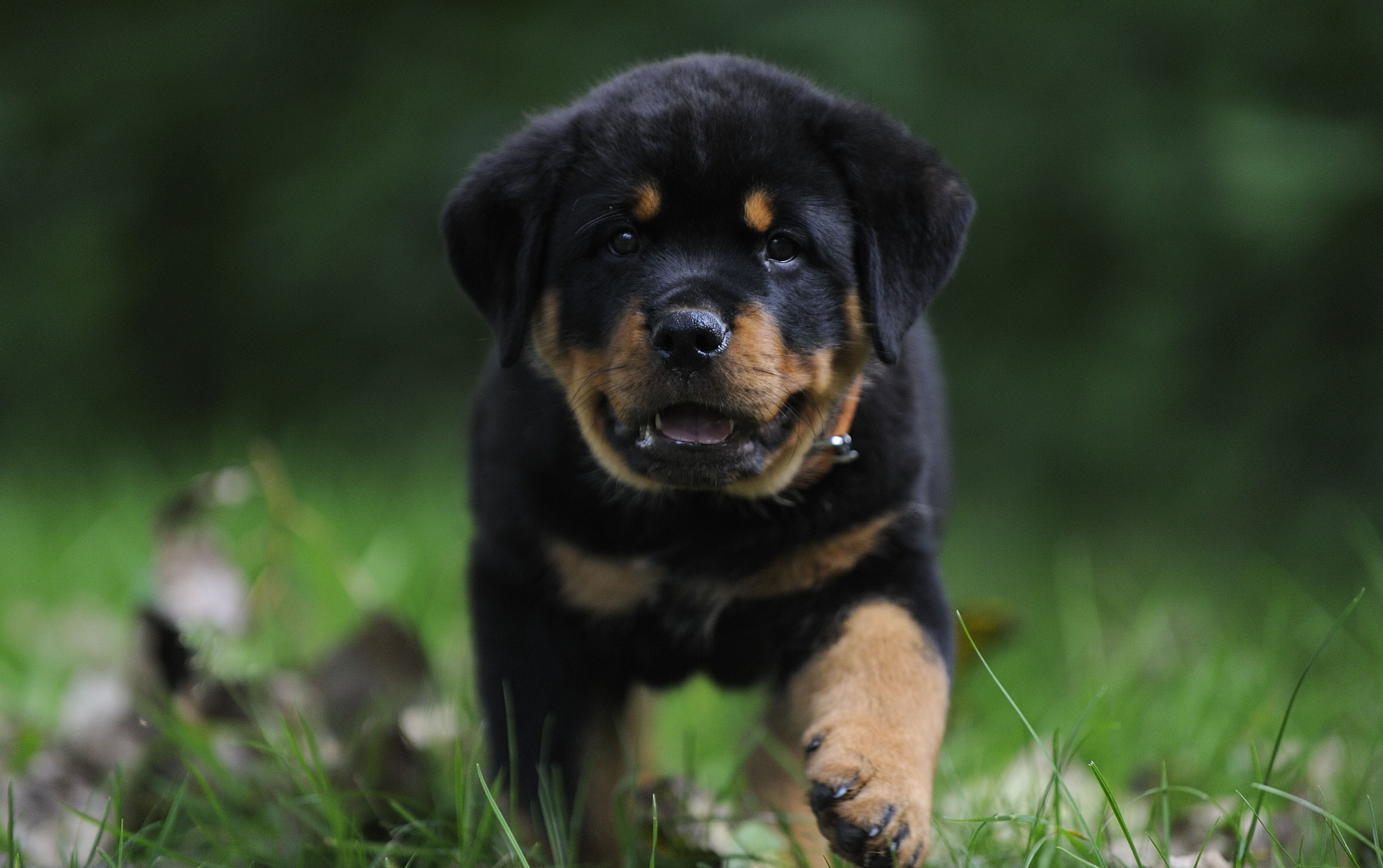 Rottweiler HD Wallpaper On