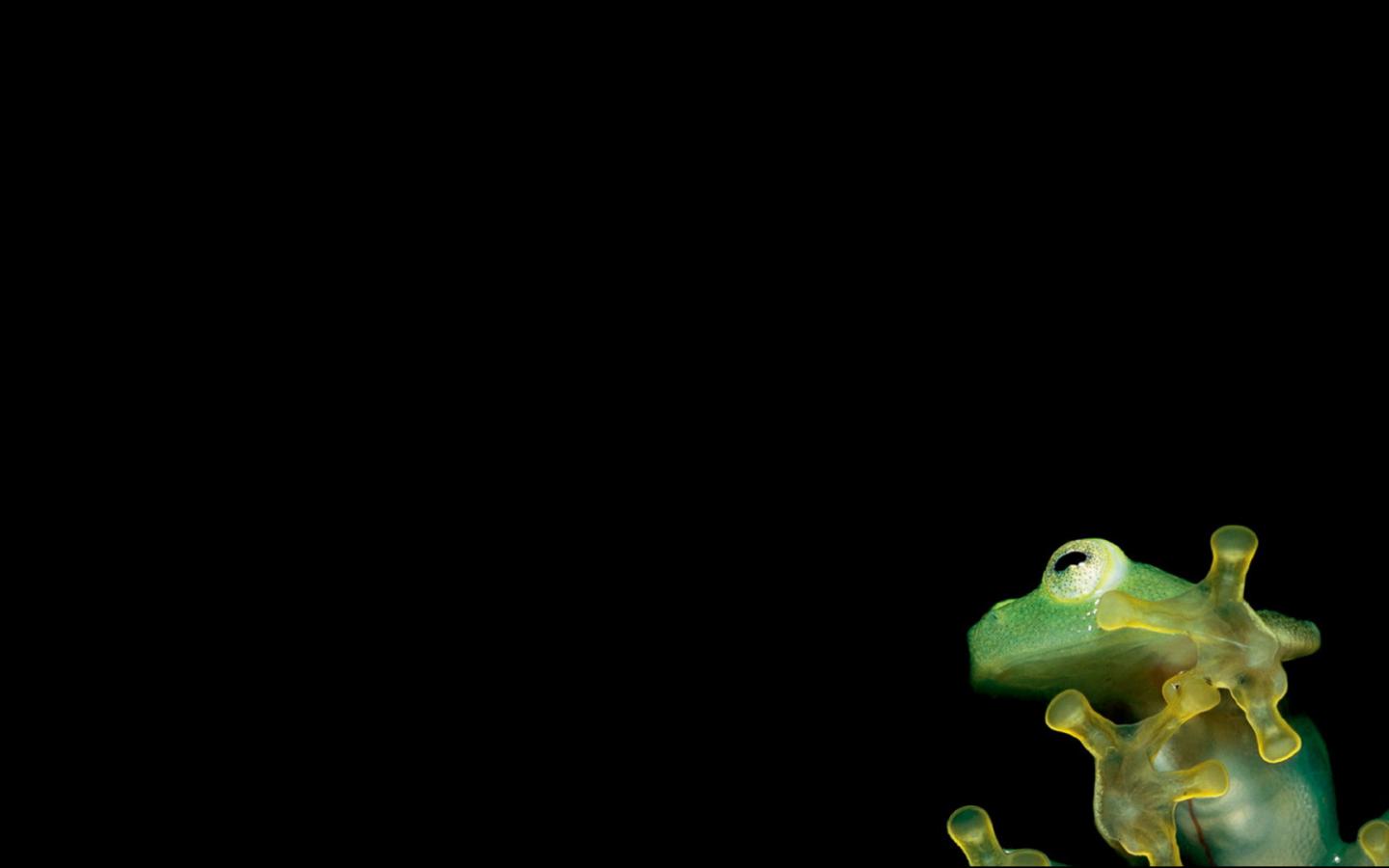 1440x900 amphibians black background frogs wallpaper 7762jpg