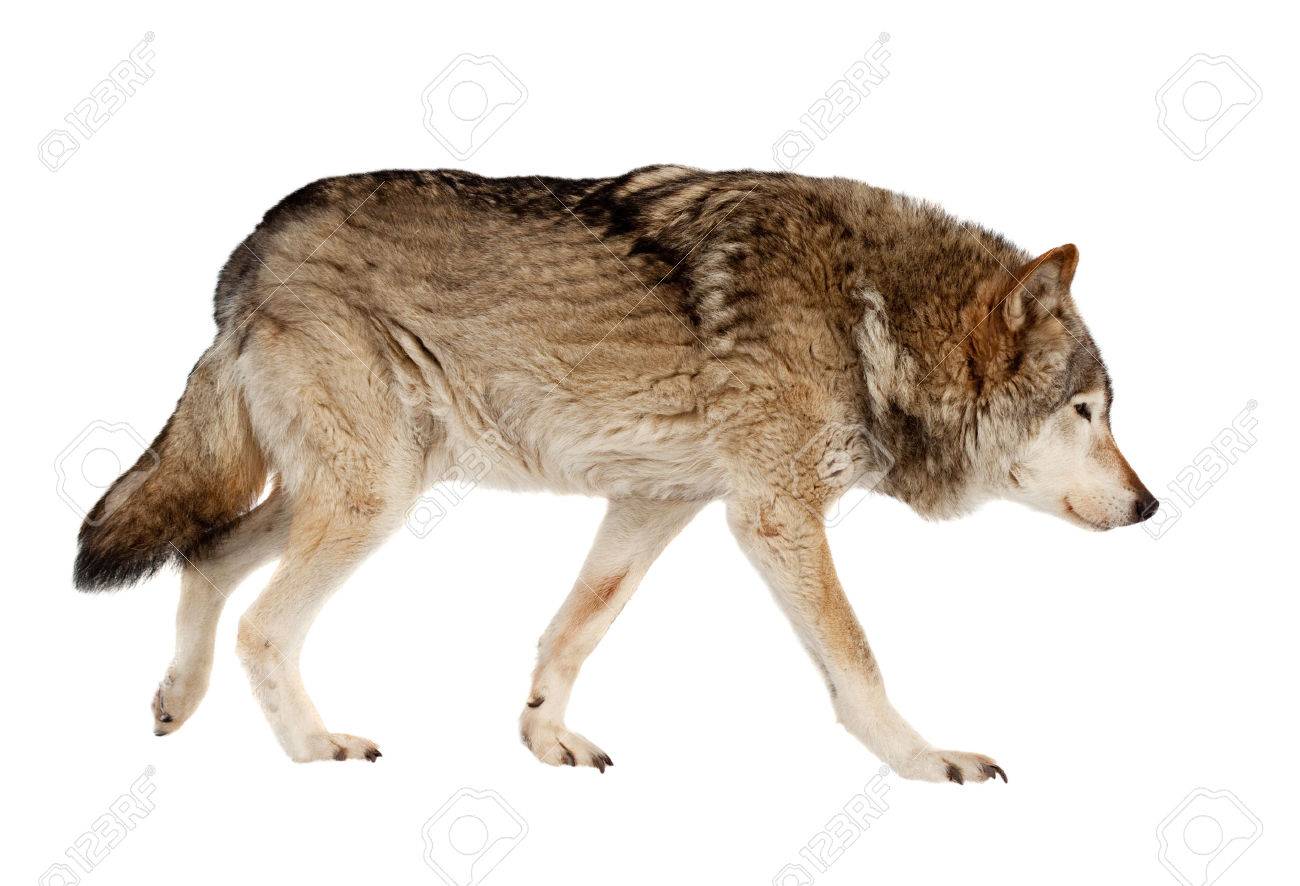 Wolf Isolated Over White Background Stock Photo Picture And