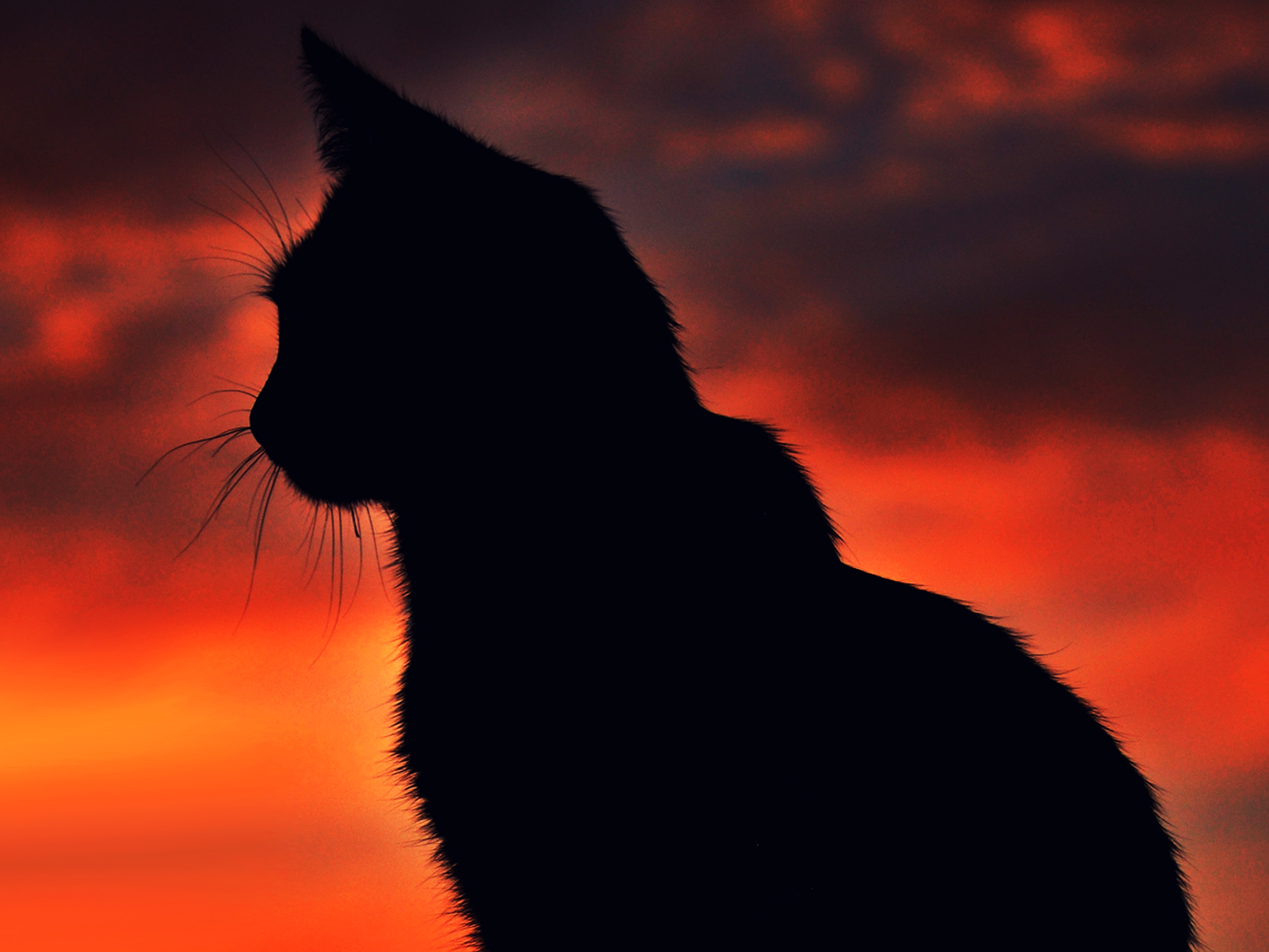 Black Cat Silhouette For Widescreen ImageBankbiz
