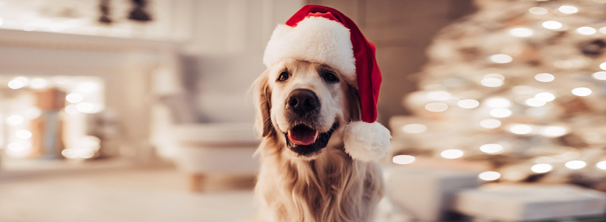 Fun Ways To Include Your Dog Or Cat In Holiday Celebrations