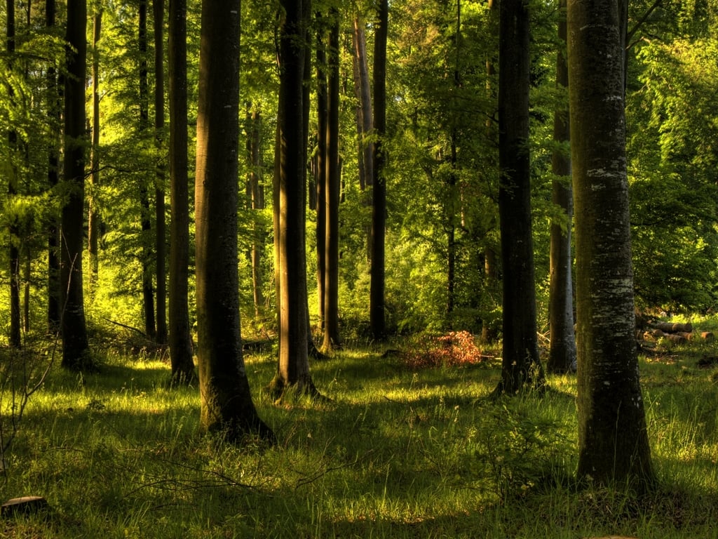 Enchanted forest Wallpaper by JoInnovate on