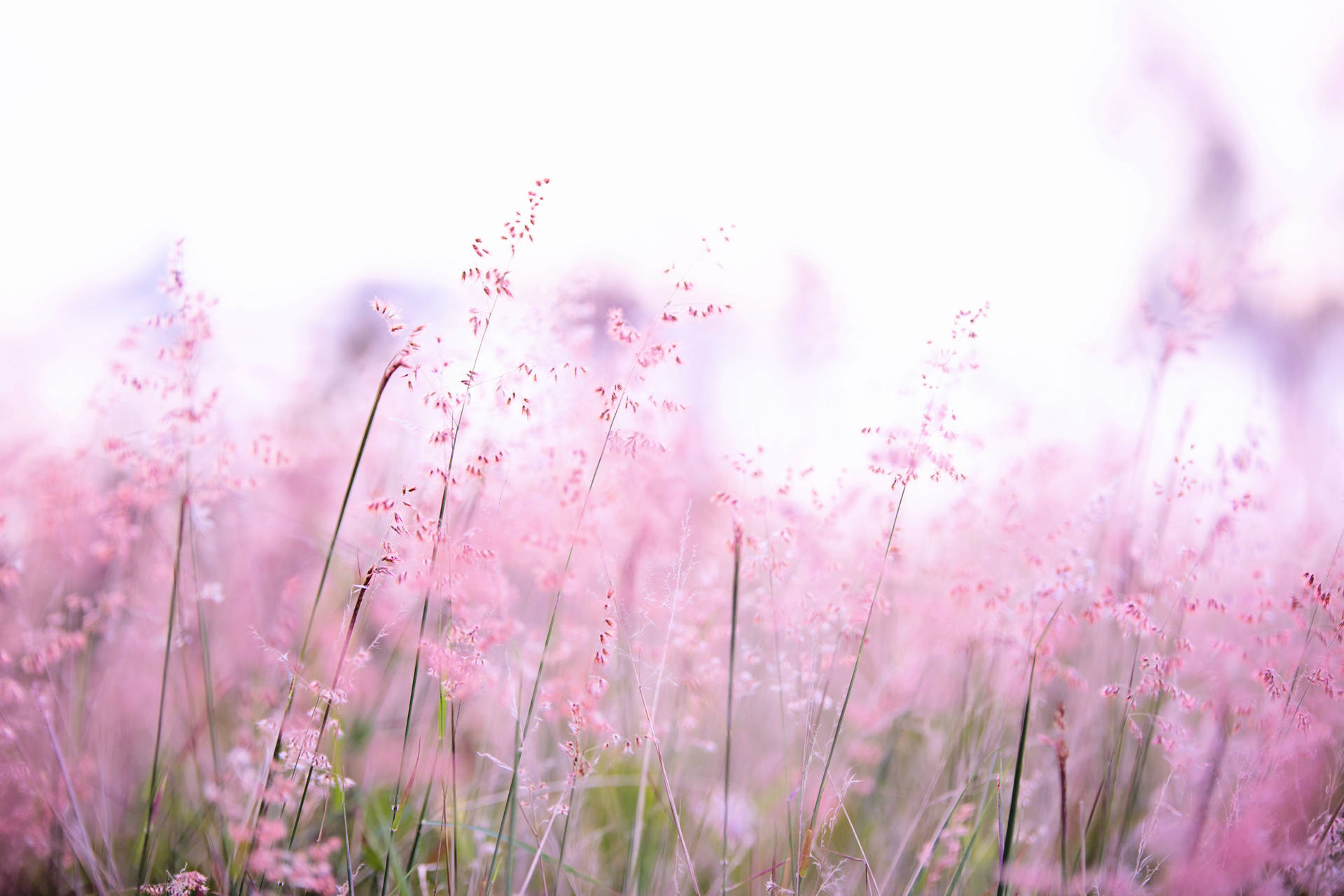 Top Pink Flowers Aesthetic Wallpaper Full HD 4k To Use