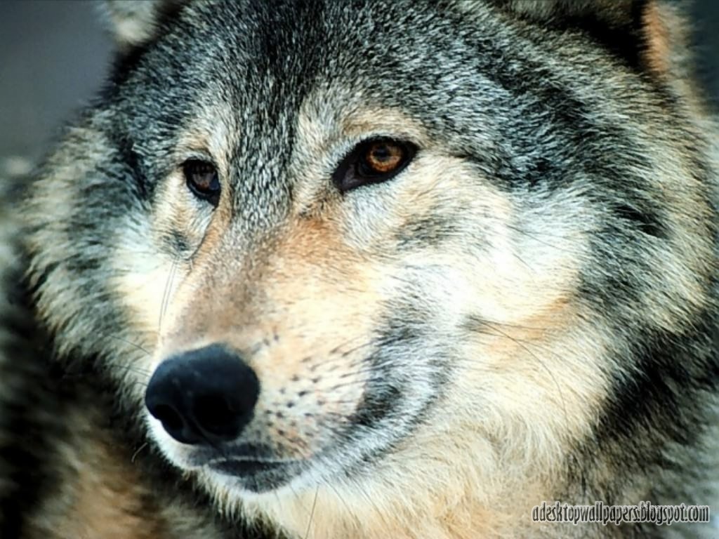 Wolf Animal Desktop Wallpaper A