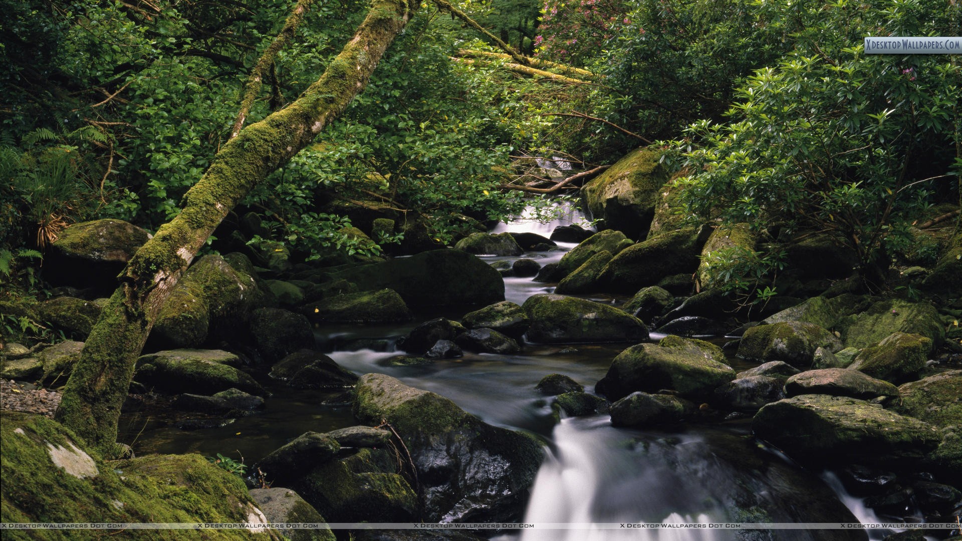 Owengarriff River Killarney National Park County Kerry Ireland
