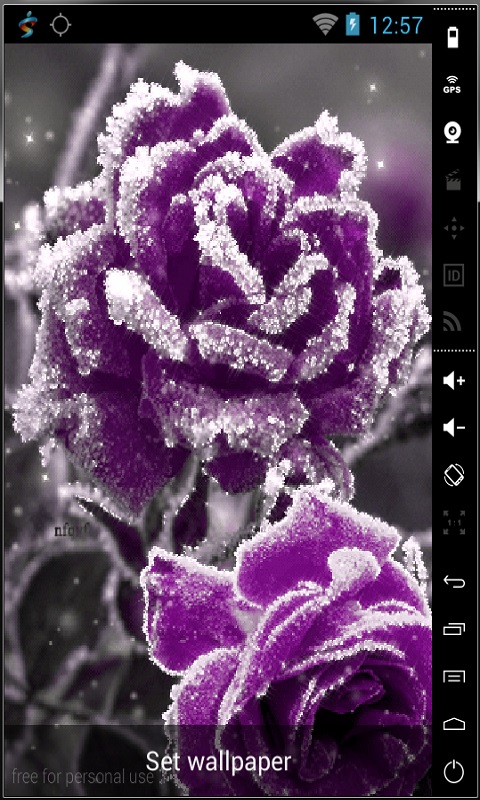 Frozen Purple Rose Live Wallpaper For Your Android Phone