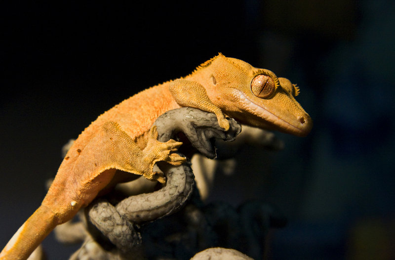 Crested Gecko Wallpaper The I By
