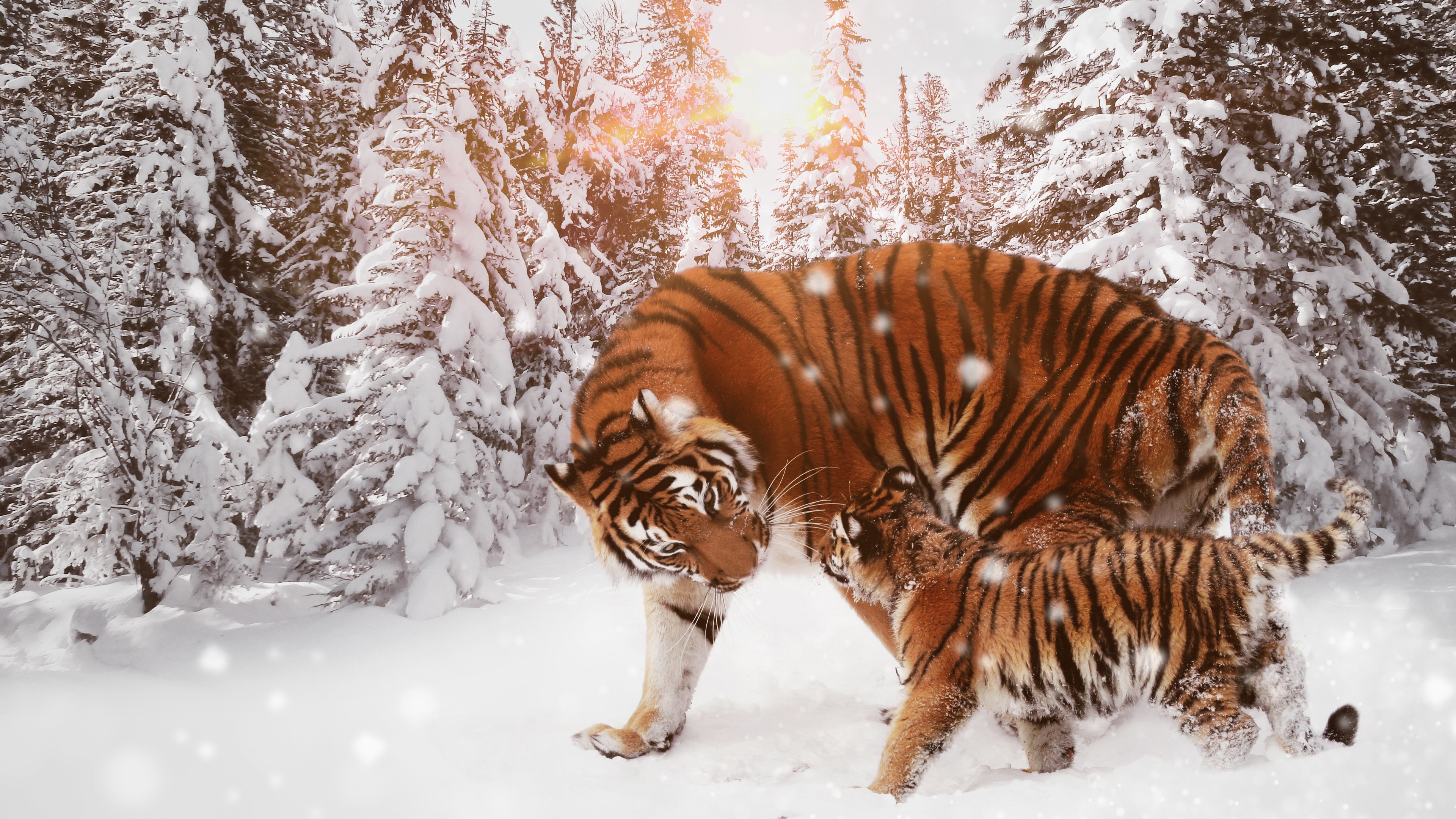 Tiger With Cub 4k In Snow HD Wallpaper Teahub Io