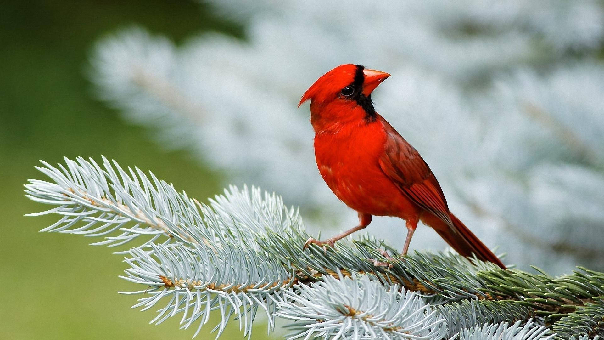 HD Birds Wallpaper