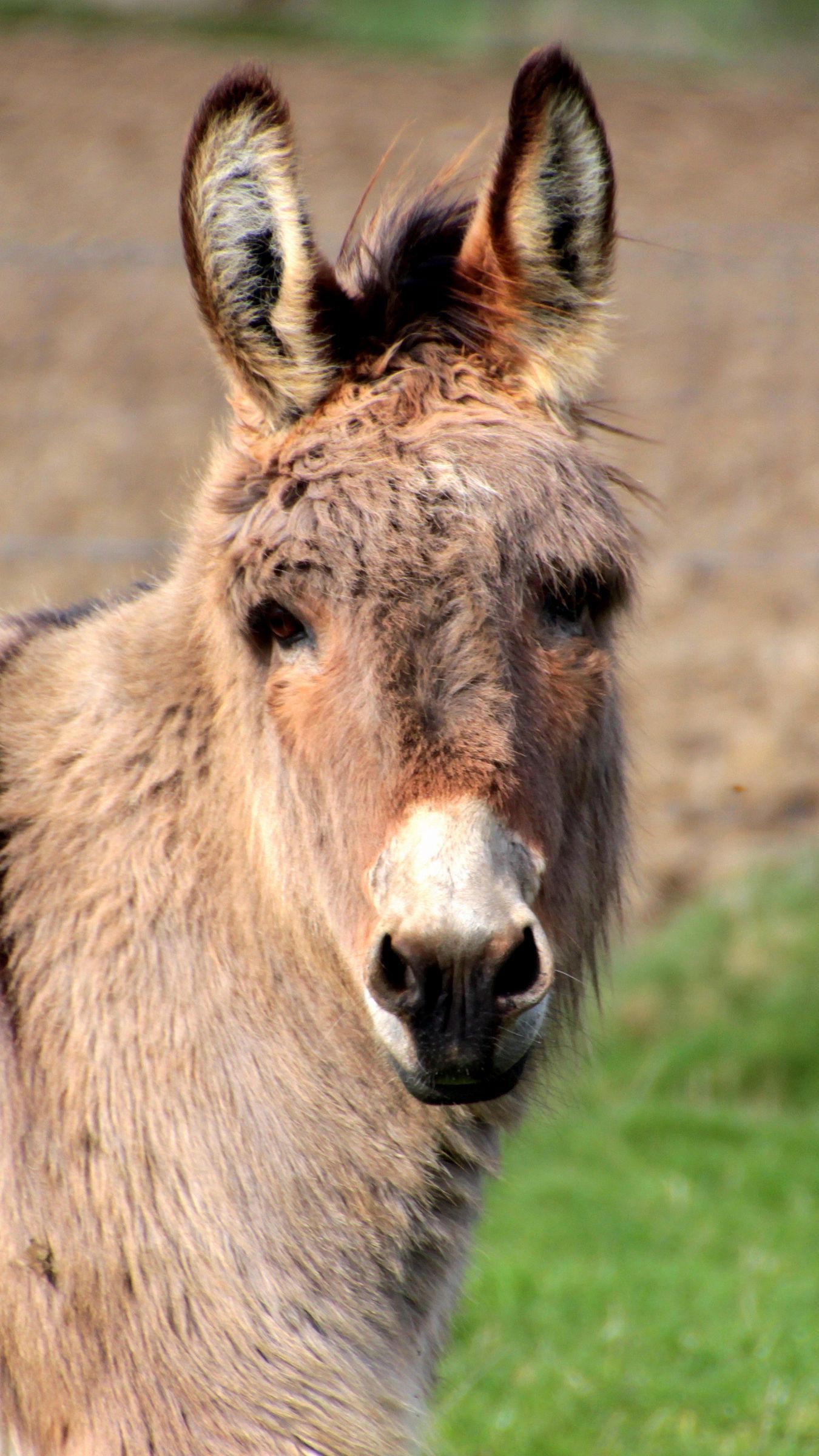 Donkey Wallpaper