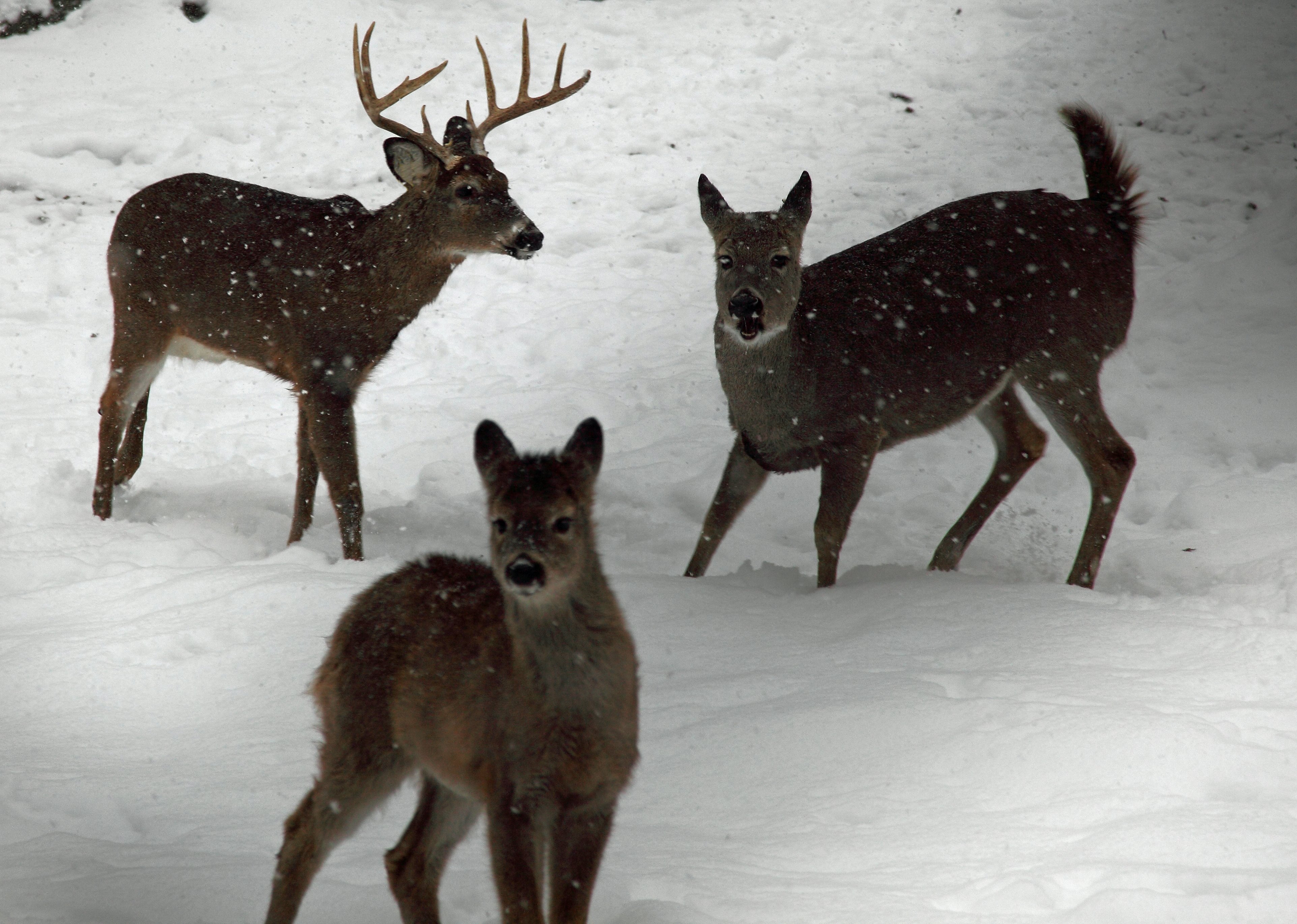 Whitetail Deer Family Winter Snow Wildlife Free Nature Pictures by