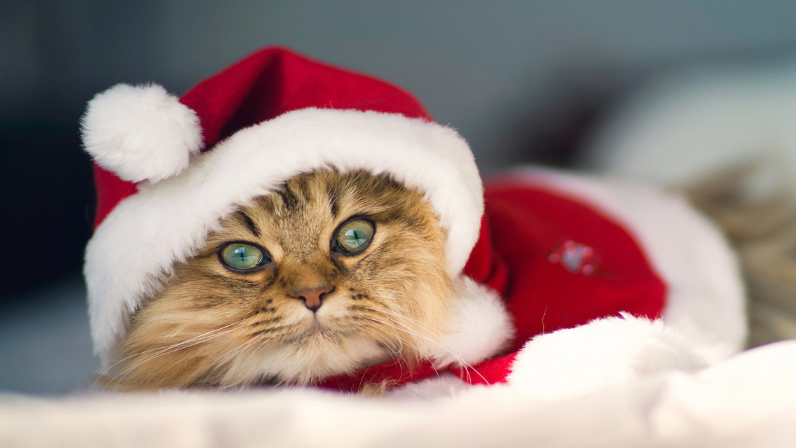 Cute Christmas Cat HD Wallpaper For iPhone