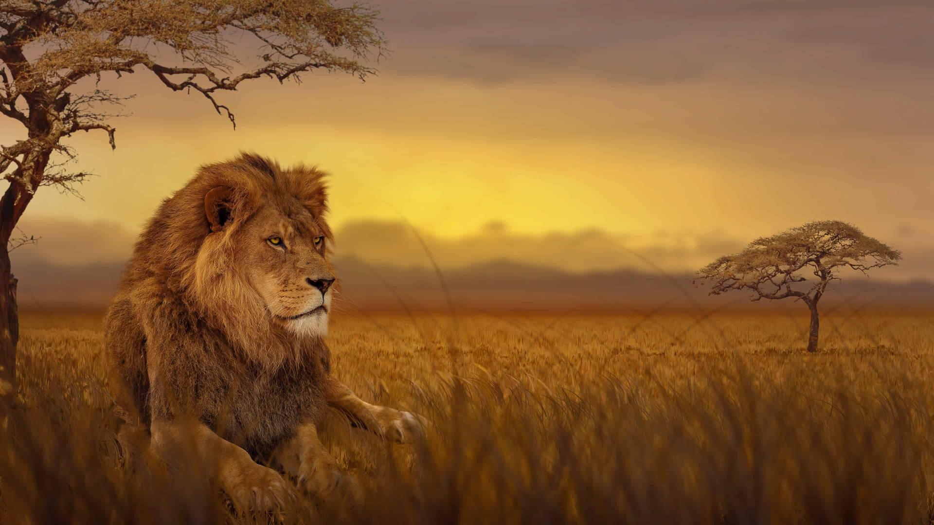 Download Majestic Lion Africa 4k Wallpaper