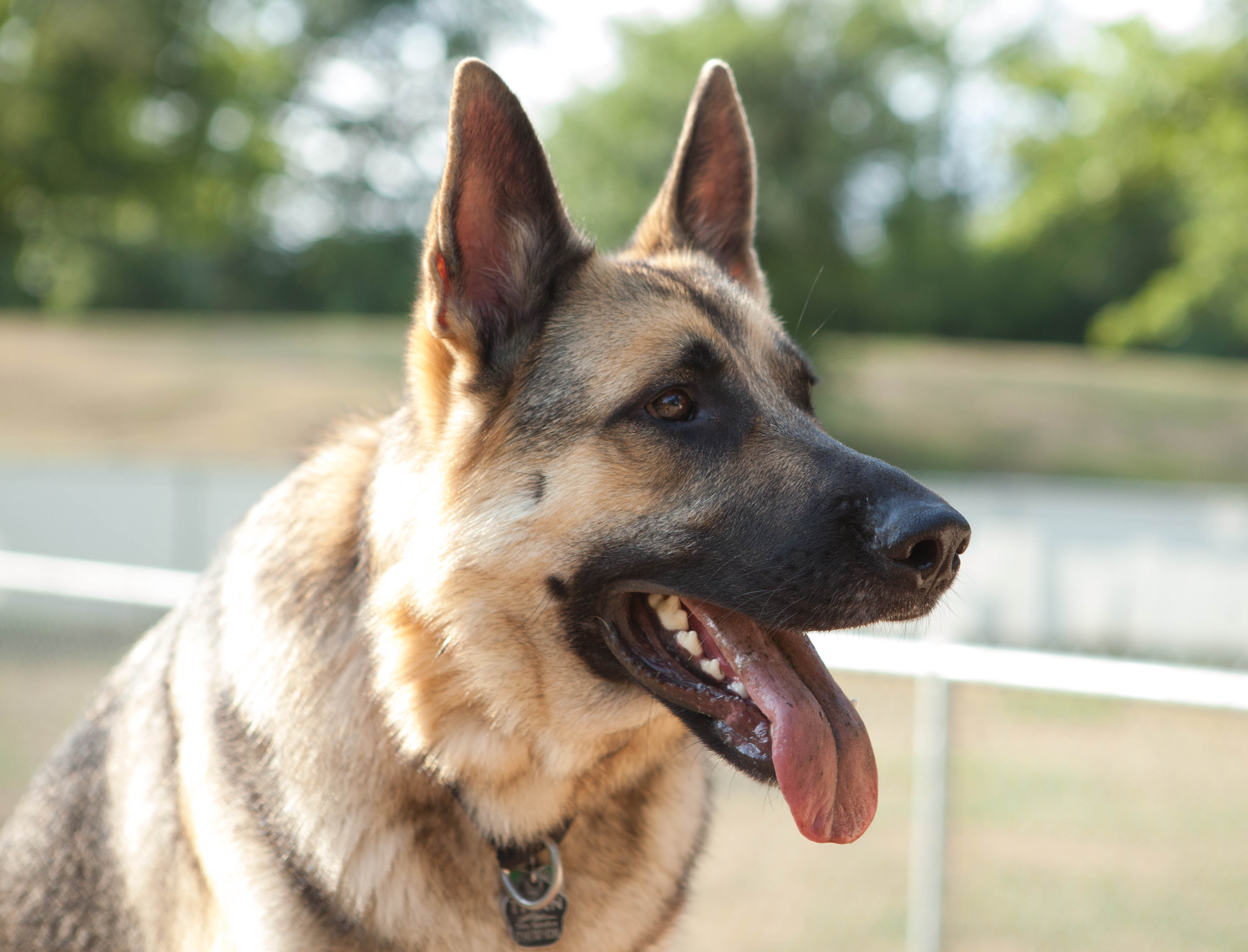 Free Download Shepherd Dog Face Photo And Wallpaper Beautiful German 