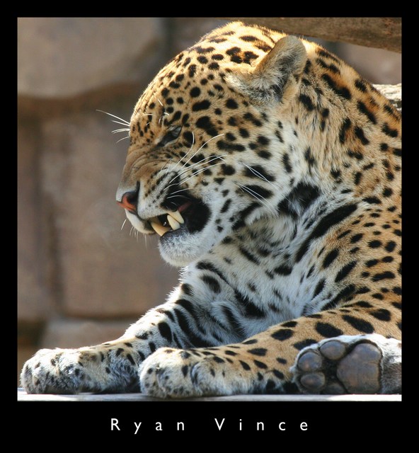 Jaguar Wallpaper Picture Photo Animal