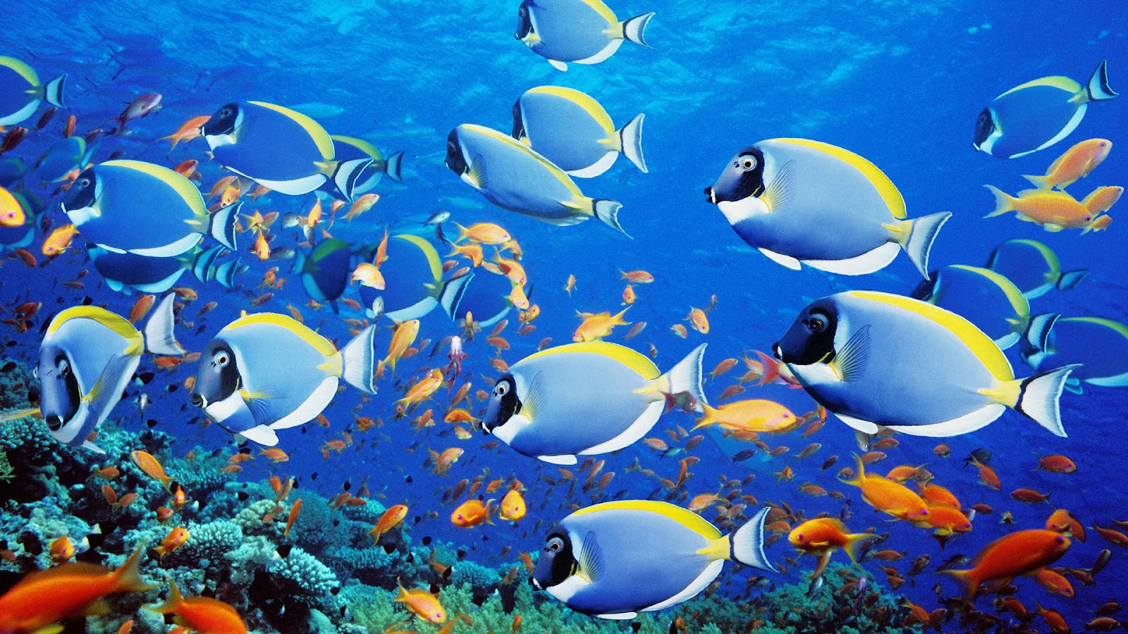 Animal Wallpaper Of A Group Tropical Blue Fish HD