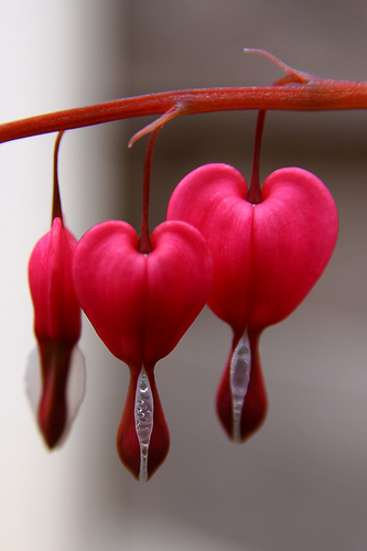 Blossoming Bleeding Heart Pictures