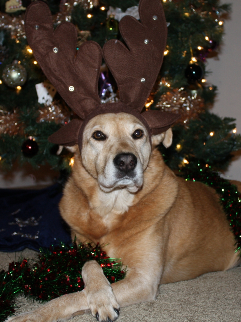 Christmas Wallpaper Zamboni Dog With Antlers