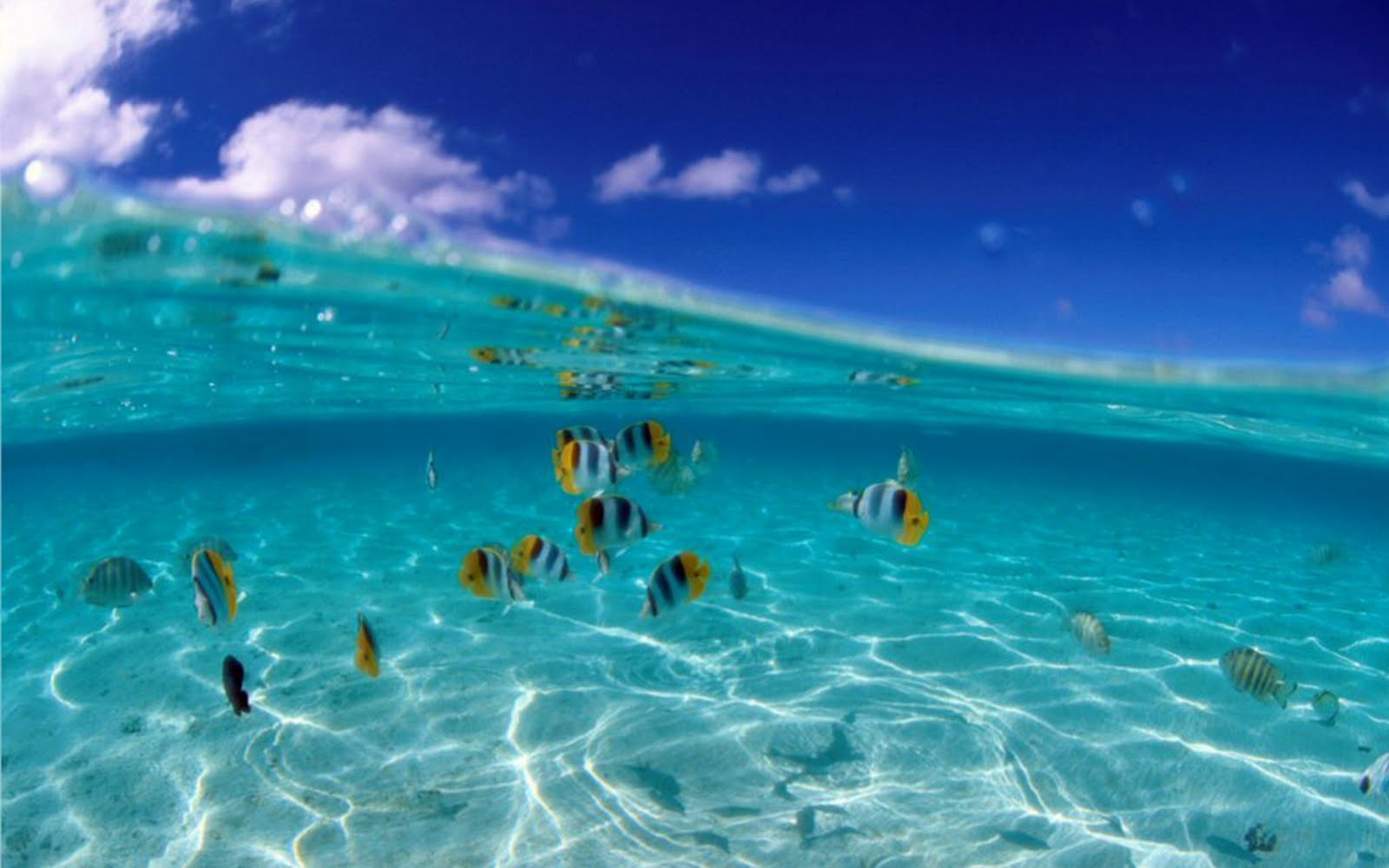 Beaches The Most Beautiful Nature Of World D Tropical Fish