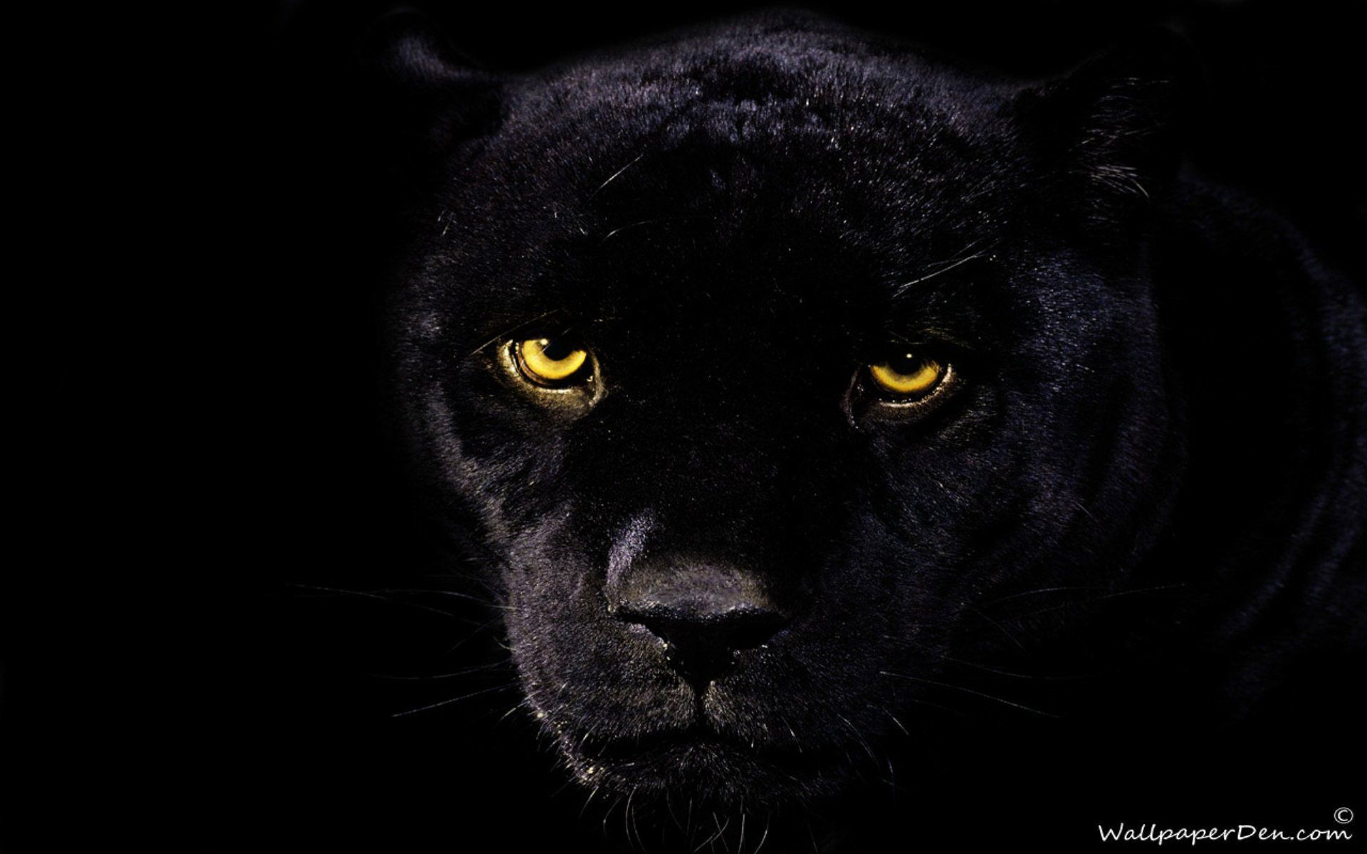 Black Jaguar Wallpaper Panther HD