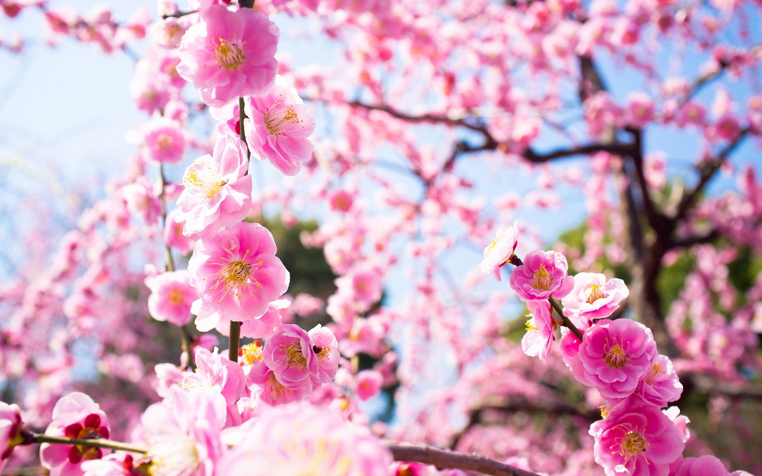 Japanese Cherry Blossom Wallpaper Weddingdressin