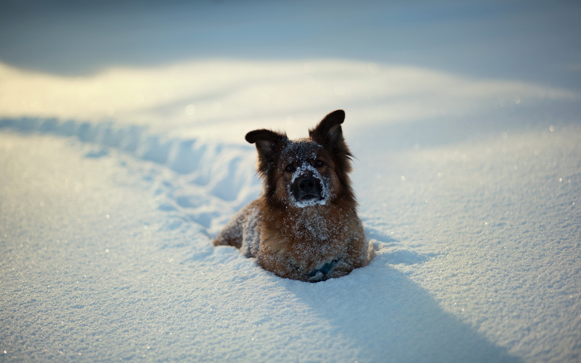 🔥 [50+] Dogs in the Snow Wallpaper | WallpaperSafari