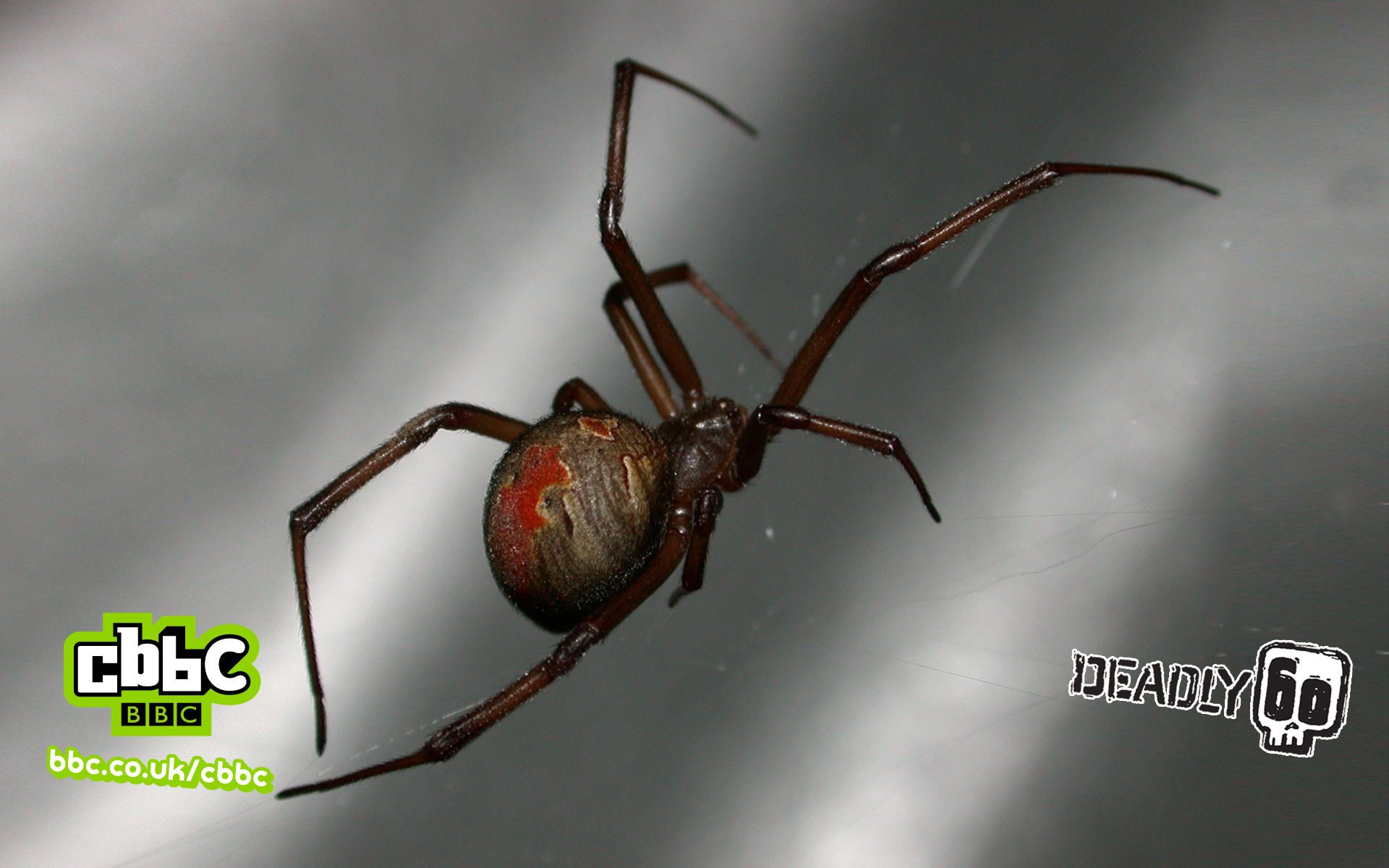 Deadly 60 Redback Spider Wallpaper