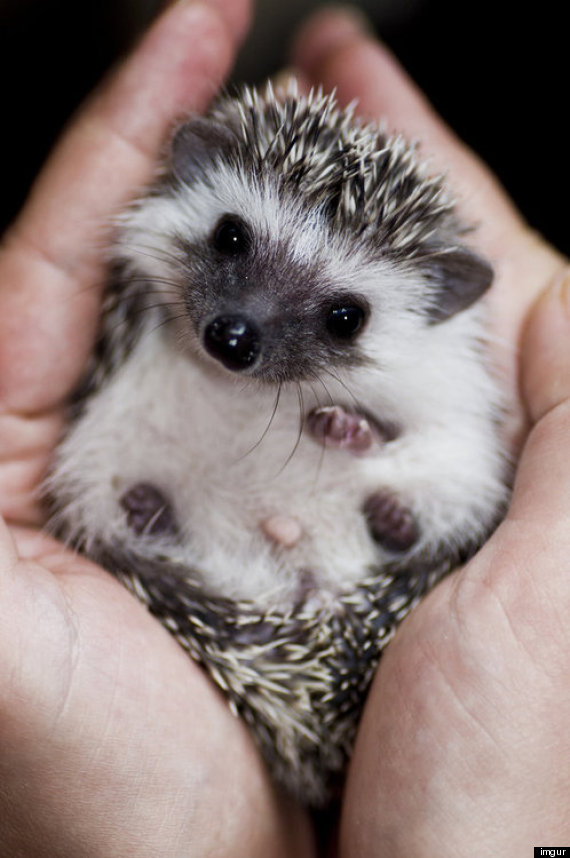 15 Tiny Hedgehogs Who Are Super Cynical PHOTOS